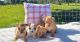 Chihuahua Puppies for sale in Webster, FL 33597, USA. price: $800
