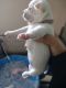 Chihuahua Puppies for sale in New Port Richey, FL, USA. price: $2,000