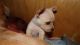 Chihuahua Puppies for sale in Mountain View, HI, USA. price: $400