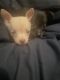 Chihuahua Puppies for sale in Clinton, MS, USA. price: $300