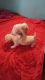 Chihuahua Puppies for sale in North Plainfield, NJ 07060, USA. price: $800