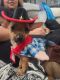 Chihuahua Puppies for sale in Pomona, CA, USA. price: $600