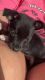 Chihuahua Puppies for sale in Terre Haute, IN, USA. price: $700
