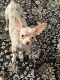Chihuahua Puppies for sale in Henrico, VA 23294, USA. price: $1,000