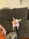 Chihuahua Puppies for sale in McKeesport, PA, USA. price: $900
