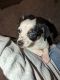 Chihuahua Puppies for sale in Mulga Rd, Wellston, OH 45692, USA. price: $500