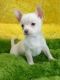Chihuahua Puppies for sale in San Diego, CA, USA. price: $1,200