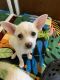 Chihuahua Puppies for sale in Brighton, MI 48116, USA. price: $500
