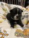 Chihuahua Puppies for sale in Tallahassee, FL, USA. price: $750