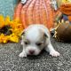 Chihuahua Puppies for sale in Phoenix, AZ, USA. price: $2,650