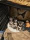 Chihuahua Puppies for sale in Wallsend, UK. price: 800 GBP