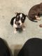 Chihuahua Puppies for sale in Victoria, TX, USA. price: $250