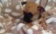 Chihuahua Puppies for sale in Philippi, WV 26416, USA. price: $300