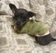 Chihuahua Puppies for sale in West Plains, MO 65775, USA. price: $350