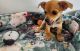 Chihuahua Puppies for sale in Darwin NT, Australia. price: $1,999