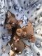 Chihuahua Puppies for sale in Homestead, FL, USA. price: $1,300