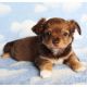 Chihuahua Puppies for sale in Phoenix, AZ, USA. price: $2,150