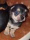Chihuahua Puppies for sale in Anderson, SC, USA. price: $500