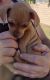 Chihuahua Puppies for sale in Huntington Beach, CA, USA. price: $150
