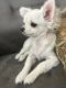 Chihuahua Puppies for sale in Castro Valley, CA, USA. price: $1,800
