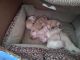 Chihuahua Puppies for sale in Yorktown Heights, NY 10598, USA. price: $800
