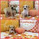 Chihuahua Puppies for sale in Ontario, CA, USA. price: $500