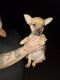 Chihuahua Puppies for sale in Duncanville, TX, USA. price: $600
