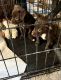Chihuahua Puppies for sale in North Miami Beach, FL, USA. price: NA