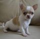 Chihuahua Puppies for sale in 3200 NW 79th St, Miami, FL 33147, USA. price: $500