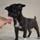 Chihuahua Puppies for sale in 3200 NW 79th St, Miami, FL 33147, USA. price: $459