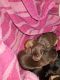 Chihuahua Puppies for sale in Suisun City, CA, USA. price: $500