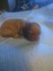 Chihuahua Puppies for sale in Clearwater, FL, USA. price: $600