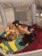 Chihuahua Puppies for sale in Grants Pass, OR, USA. price: $50,000