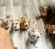 Chihuahua Puppies for sale in Honolulu, HI, USA. price: $250