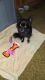 Chihuahua Puppies for sale in Mt Airy, NC 27030, USA. price: $125