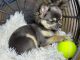 Chihuahua Puppies for sale in Castro Valley, CA, USA. price: $2,000