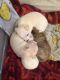 Chihuahua Puppies for sale in Hopewell, VA 23860, USA. price: $500