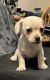 Chihuahua Puppies for sale in 7351 Obbligato Ln, San Antonio, TX 78266, USA. price: $250
