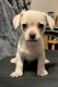 Chihuahua Puppies for sale in 7351 Obbligato Ln, San Antonio, TX 78266, USA. price: $250