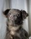 Chihuahua Puppies for sale in St. Louis, MO 63125, USA. price: $400