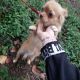 Chihuahua Puppies for sale in Houston, TX, USA. price: $600