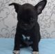 Chihuahua Puppies for sale in San Diego, CA 92154, USA. price: $700