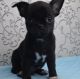Chihuahua Puppies for sale in 100 Centre St, New York, NY 10013, USA. price: $800