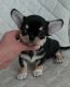 Chihuahua Puppies for sale in 100 Centre St, New York, NY 10013, USA. price: $750