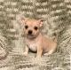 Chihuahua Puppies for sale in Pearland, TX 77584, USA. price: $700
