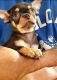 Chihuahua Puppies for sale in St. Petersburg, FL, USA. price: $2,000
