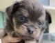Chihuahua Puppies for sale in Hollywood, FL, USA. price: $2,500