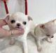 Chihuahua Puppies for sale in Pearland, TX 77584, USA. price: $800