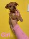 Chihuahua Puppies for sale in Vancouver, WA, USA. price: $400