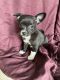 Chihuahua Puppies for sale in Tallahassee, FL, USA. price: NA